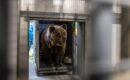 Bears