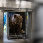 Bears