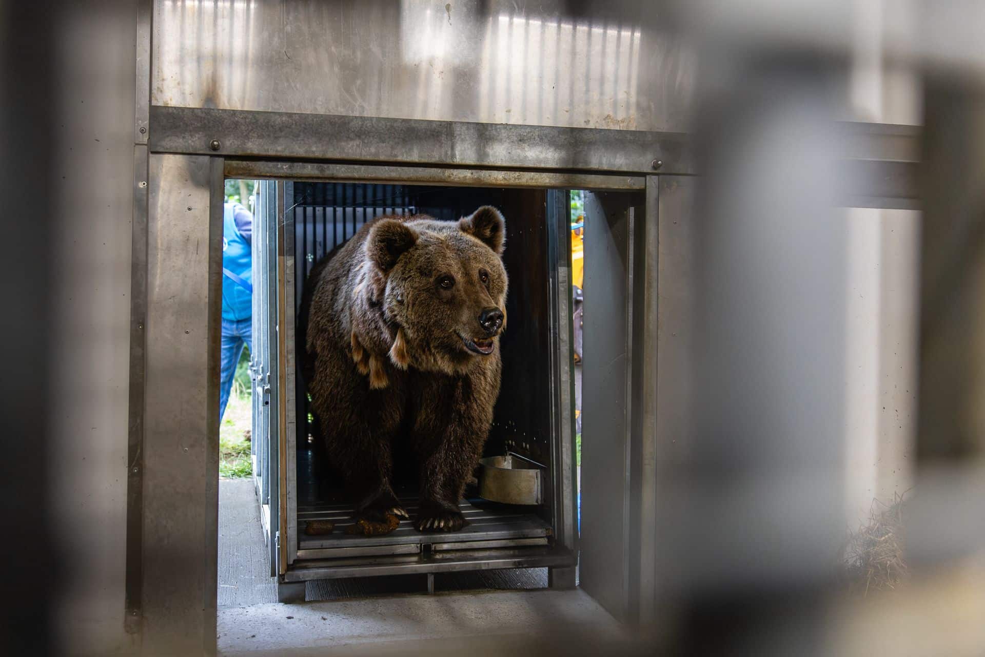 Bears